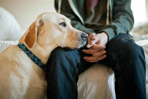 狗的眼淚爲什麼臭？或說，淚水中的酸鹼度對動物情緒的影響。