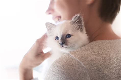 幼貓如何飼養：繁體中文視角下的深度解析